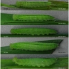 par aegeria larva4 volg21